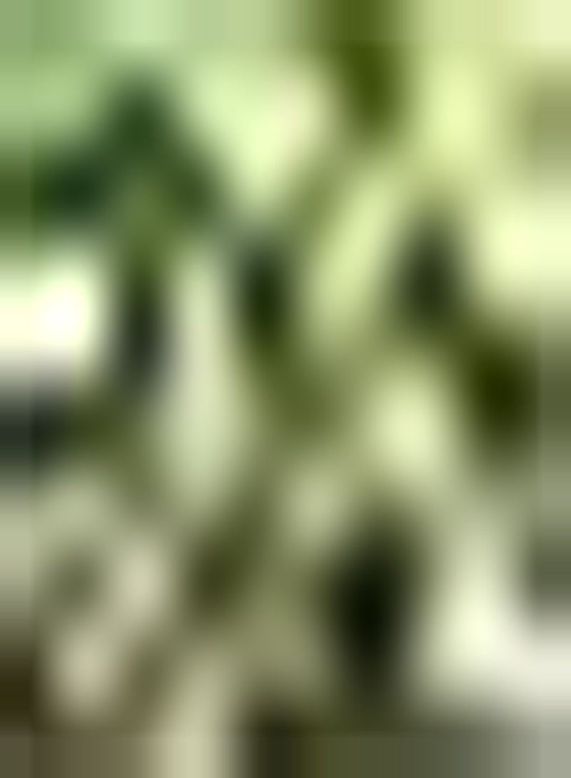 GGOOT 50Stück Luffa Samen die im Hausgarten wachsen natürliches Gemüse geeignet Zum Pflanzen in Hofgartenfarmen schaffen eine einzigartige künstlerische Landschaft - Image 2