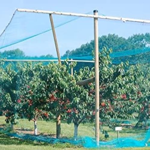 RK Trends Bird Netting | Heavy-Duty Anti-Bird Protection for Garden, Fruit Trees, and Vegetables | Durable Blue (10 x 15) - Image 5