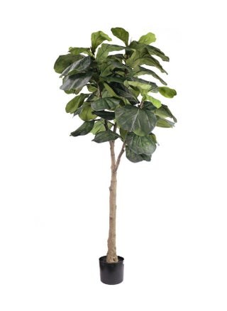 Gulf Flowers 165cm Artificial Fiddle Tree - pzsku/ZF90829EED85D67BA0AF2Z/45/_/1725280754/a56b6901-ccb6-4a94-ba8f-254f8c78ce00