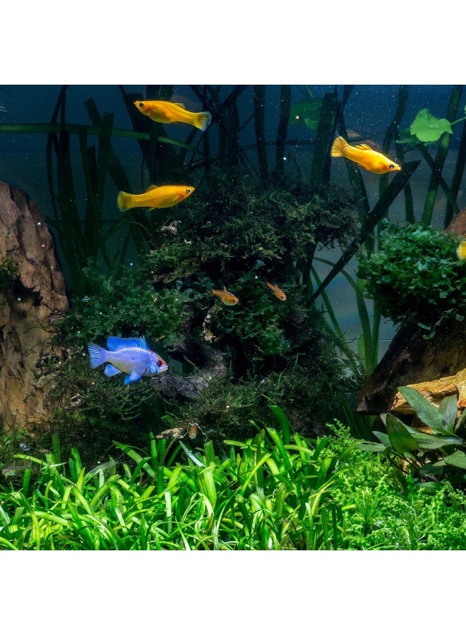 Tetra تيترا أكوا سيف لتحويل مياه الصنبور إلى مياه آمنة وصحية للأسماك والنباتات، 100 مل - Image 2