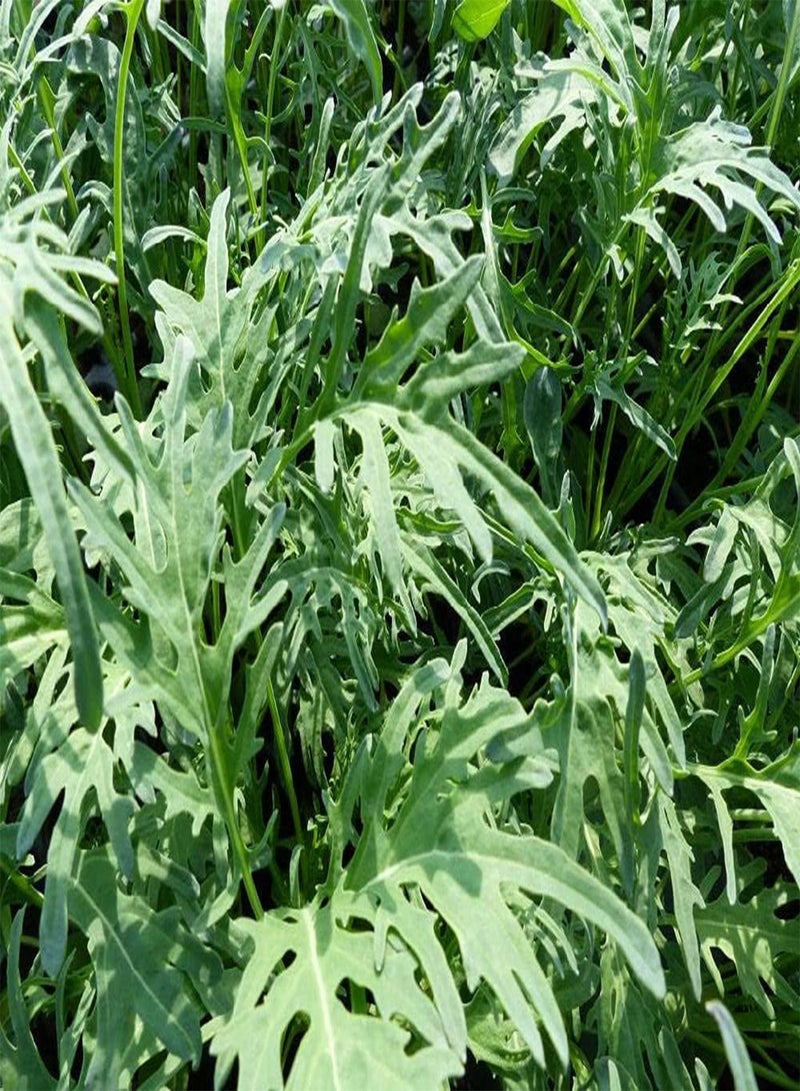 GGOOT - Kale Jagallo Nero - 4,20 (15g's) Vegetable Seeds - Image 1