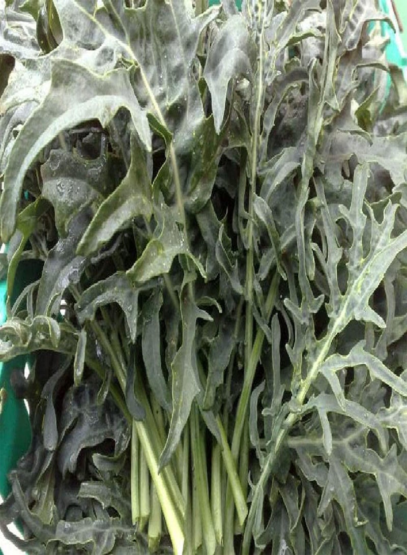 GGOOT - Kale Jagallo Nero - 4,20 (15g's) Vegetable Seeds - Image 2