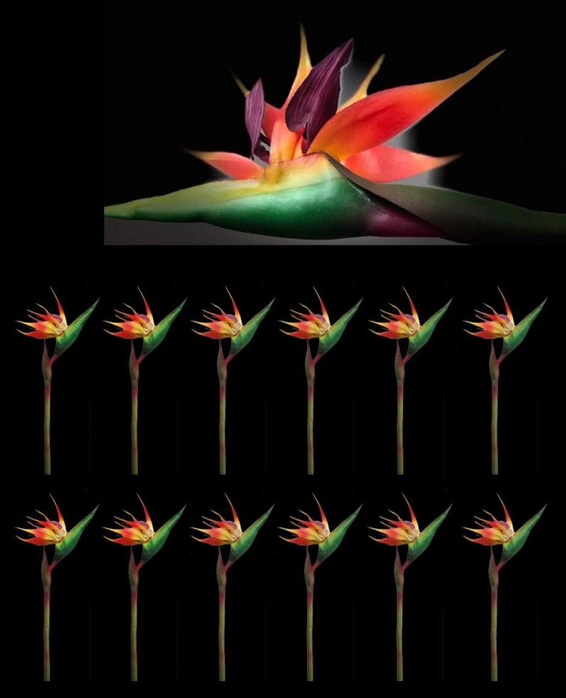 AMERIQUE Pack of 12 Gorgeous 38 Natural Touch Bird of Paradise Artificial Silk Sprays Feel Real Tech Large Permanent Flower 12 Pieces Eeach Red Green Yellow  Orange - Image 1