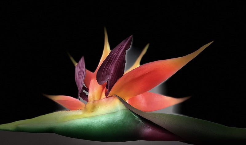 AMERIQUE Pack of 12 Gorgeous 38 Natural Touch Bird of Paradise Artificial Silk Sprays Feel Real Tech Large Permanent Flower 12 Pieces Eeach Red Green Yellow  Orange - Image 2