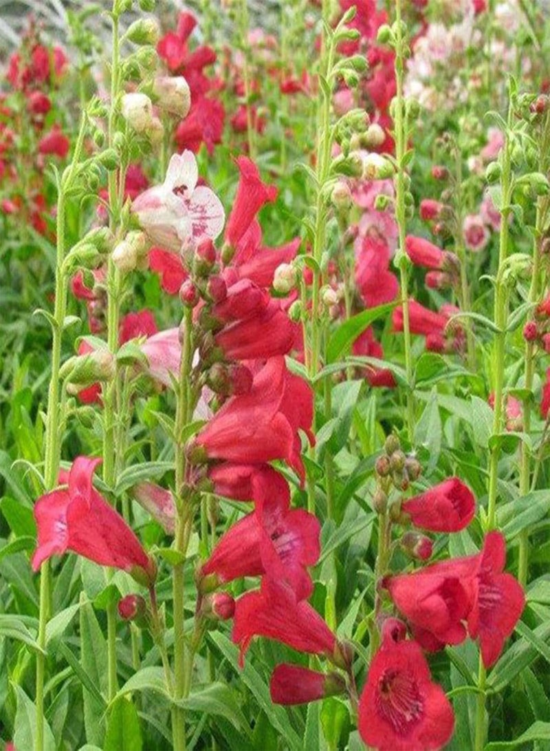 جي جوت بذور 100 قطعة/حقيبة بذور زهور معمرة، تنسيق حدائق، سهلة الزراعة، بذور بينستيمون جميلة، ديكور فناء، أحمر - Image 3