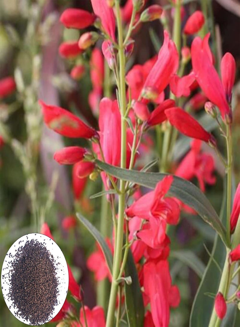 جي جوت بذور 100 قطعة/حقيبة بذور زهور معمرة، تنسيق حدائق، سهلة الزراعة، بذور بينستيمون جميلة، ديكور فناء، أحمر - Image 1