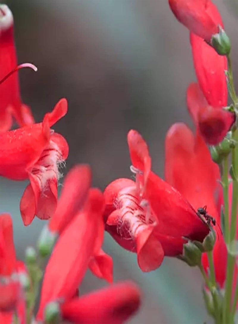 جي جوت بذور 100 قطعة/حقيبة بذور زهور معمرة، تنسيق حدائق، سهلة الزراعة، بذور بينستيمون جميلة، ديكور فناء، أحمر - Image 4