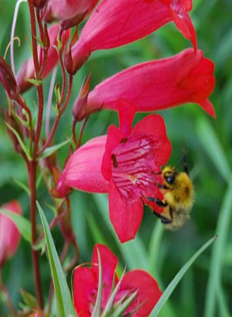 جي جوت بذور 100 قطعة/حقيبة بذور زهور معمرة، تنسيق حدائق، سهلة الزراعة، بذور بينستيمون جميلة، ديكور فناء، أحمر - Image 2