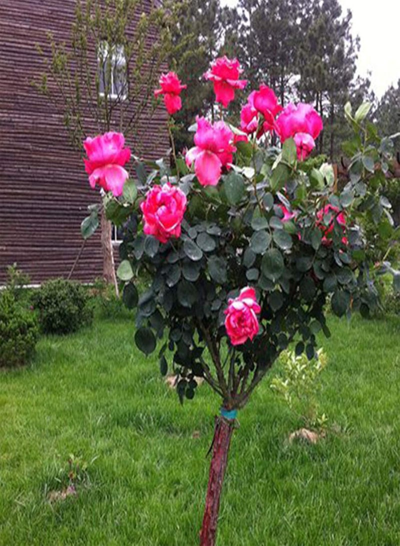 جي جوت 200 قطعة من بذور شجرة الورد DIY الزخرفية الجيدة مختلطة الألوان شجرة زهرة الورد بذور النباتات في الفناء الخلفي للمنزل بذور شجرة الورد الأحمر ل - Image 4