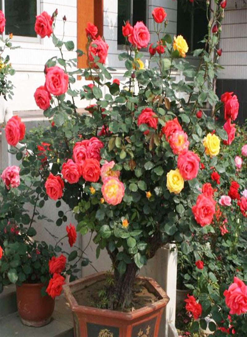 جي جوت 200 قطعة من بذور شجرة الورد DIY الزخرفية الجيدة مختلطة الألوان شجرة زهرة الورد بذور النباتات في الفناء الخلفي للمنزل بذور شجرة الورد الأحمر ل - Image 2