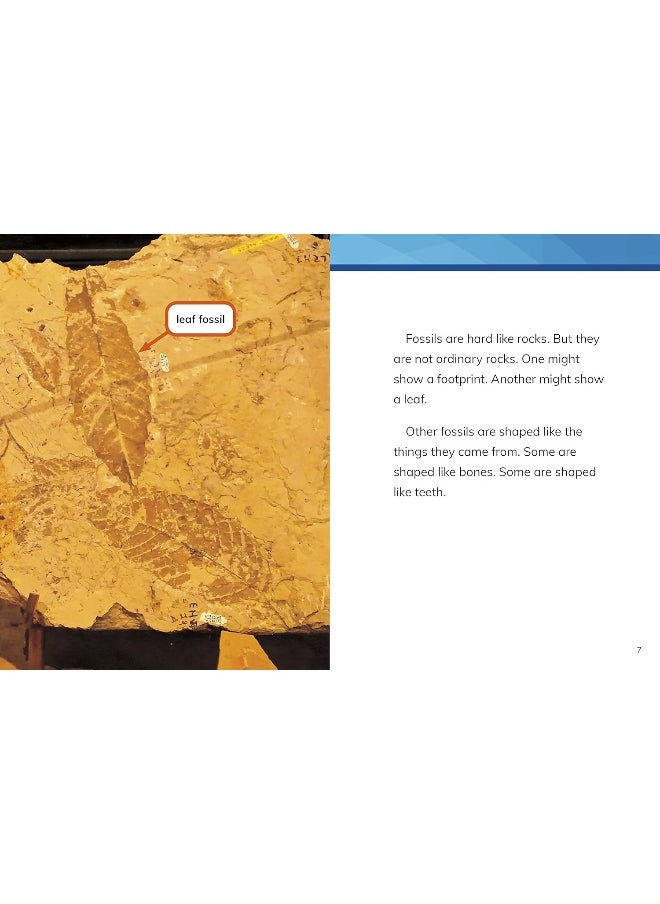 null - Fossils - Image 1
