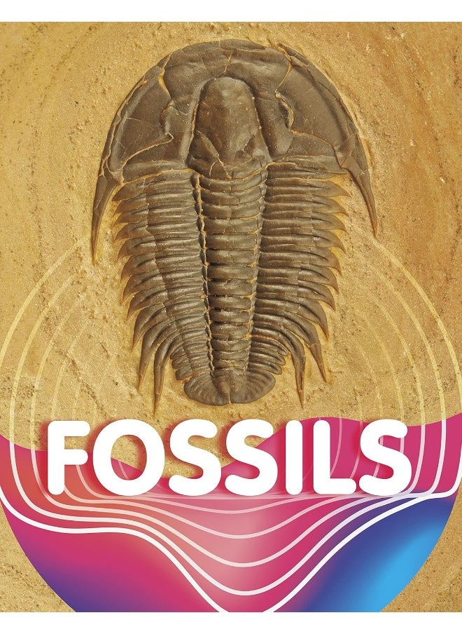 null - Fossils - Image 1