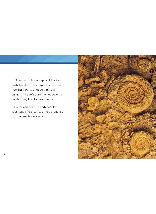 null - Fossils - Image 1