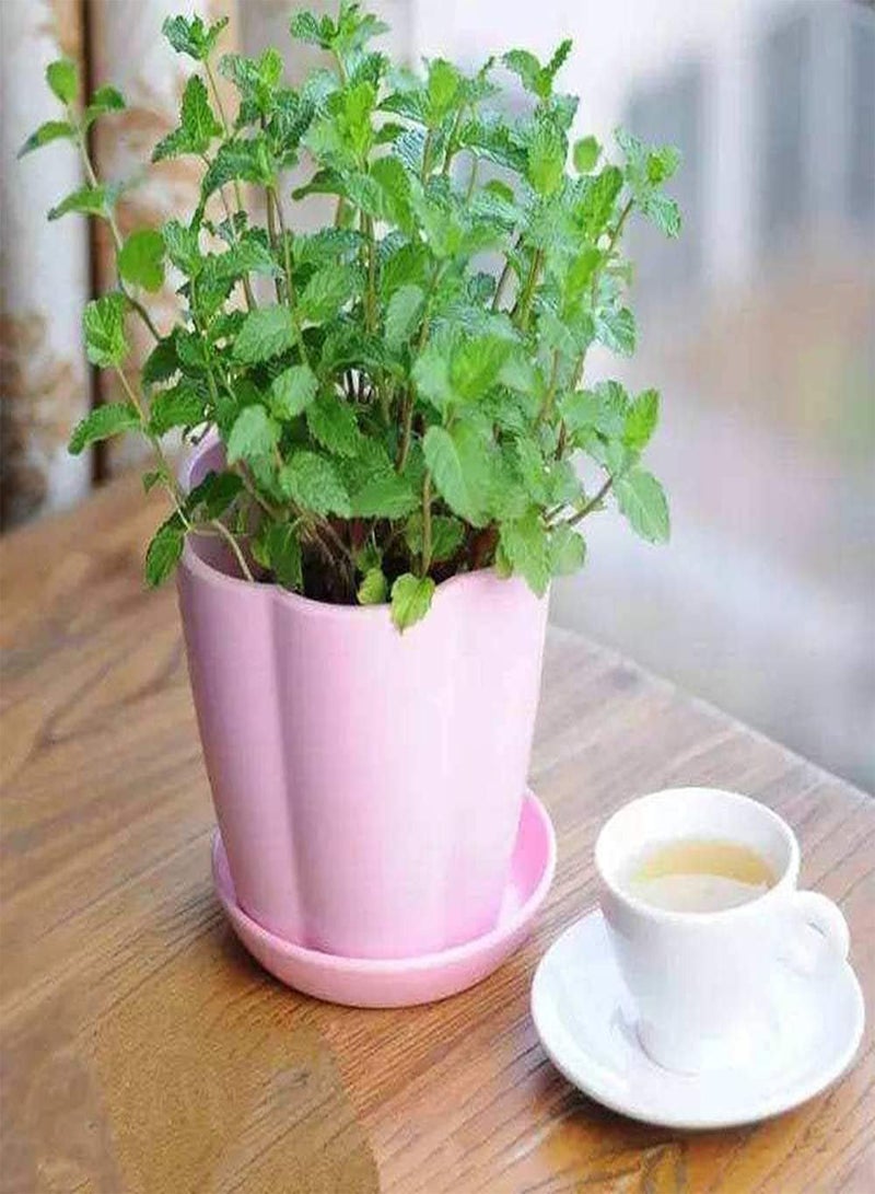 GGOOT 50pcs Mint Seeds Garden Decoration Outdoor Garden Farm Planting Beautifying The Environment Aromatic Crop with Special Economic Value - Image 2