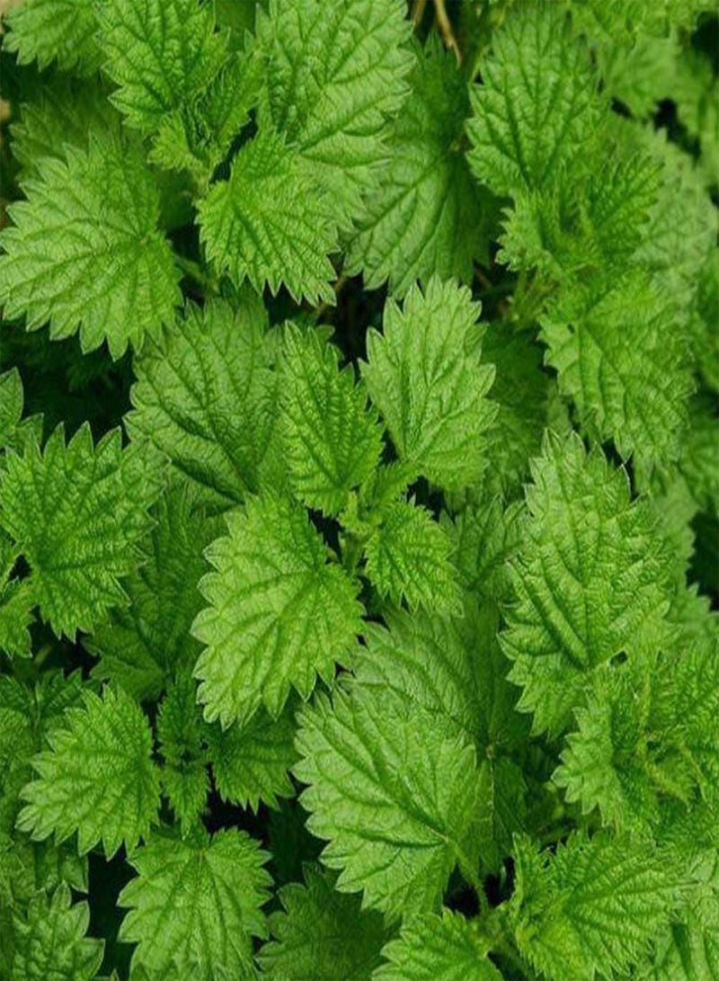 GGOOT 50pcs Mint Seeds Garden Decoration Outdoor Garden Farm Planting Beautifying The Environment Aromatic Crop with Special Economic Value - Image 3