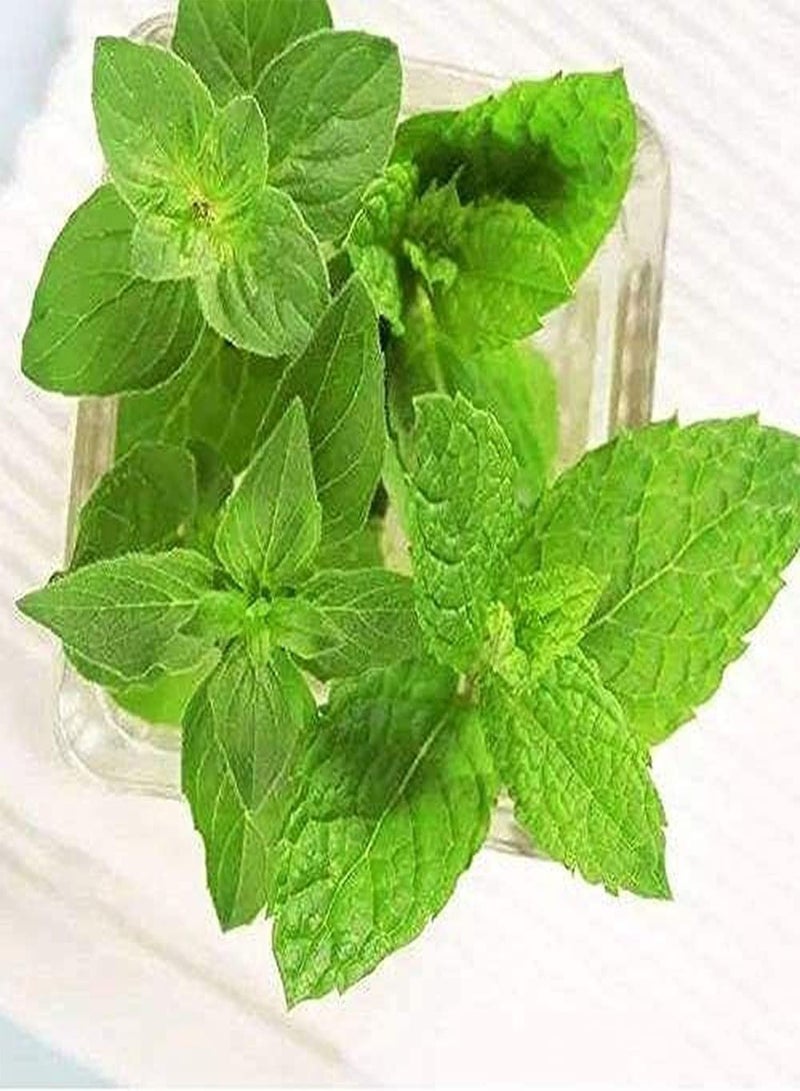 GGOOT 50pcs Mint Seeds Garden Decoration Outdoor Garden Farm Planting Beautifying The Environment Aromatic Crop with Special Economic Value - Image 1