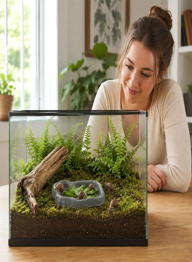 حوض تراريوم للقواقع، أحواض طعام وماء للقواقع، قطعتان - Image 5