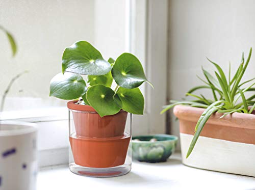 D'vine Dev 4 Inch Design Self Watering Pot for Indoor Plants, Terracotta Planter with Cylinder Glass Cup, 37-X-A-1 - Image 2