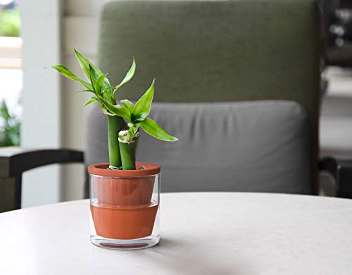 D'vine Dev 4 Inch Design Self Watering Pot for Indoor Plants, Terracotta Planter with Cylinder Glass Cup, 37-X-A-1 - Image 5