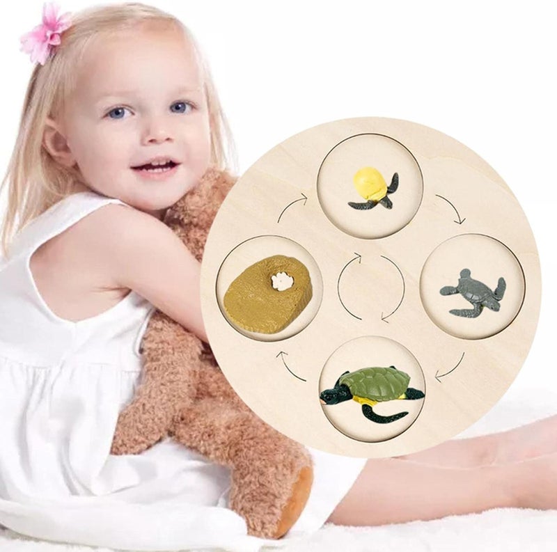 klarako Wooden Life Cycle Board Early #Educational Animals Learning for Preschool Children  Tortoise - Image 5