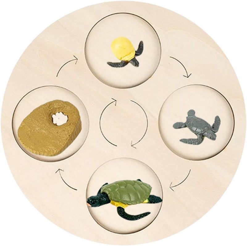 klarako Wooden Life Cycle Board Early #Educational Animals Learning for Preschool Children  Tortoise - Image 3