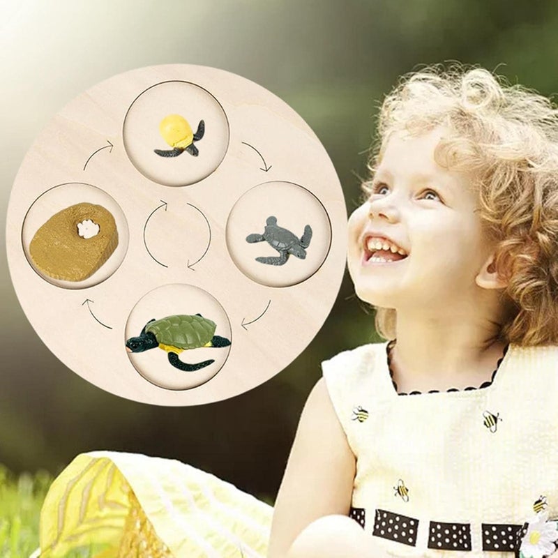 klarako Wooden Life Cycle Board Early #Educational Animals Learning for Preschool Children  Tortoise - Image 4