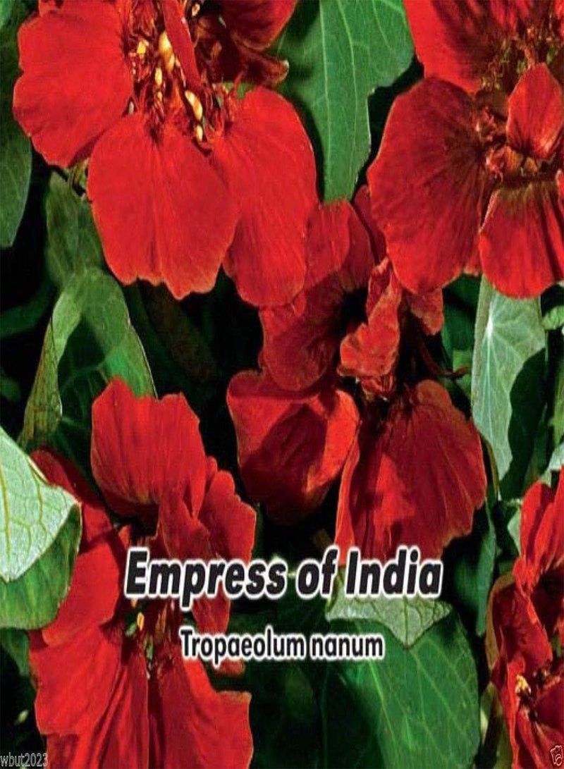 GGOOT 100 Nasturtium RED , (Empress Of India), , Flowers seeds !