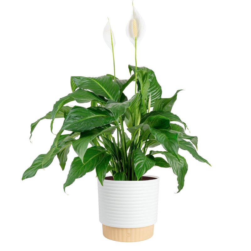 Costa Farms Peace Lily Live Plant in Decorative Pot, Large Air Purifying Flowering Indoor Houseplant, Perfect for Home, Room, or Office Decor, Great House Warming or Birthday Gift, 2-3 Feet Tall - Image 1