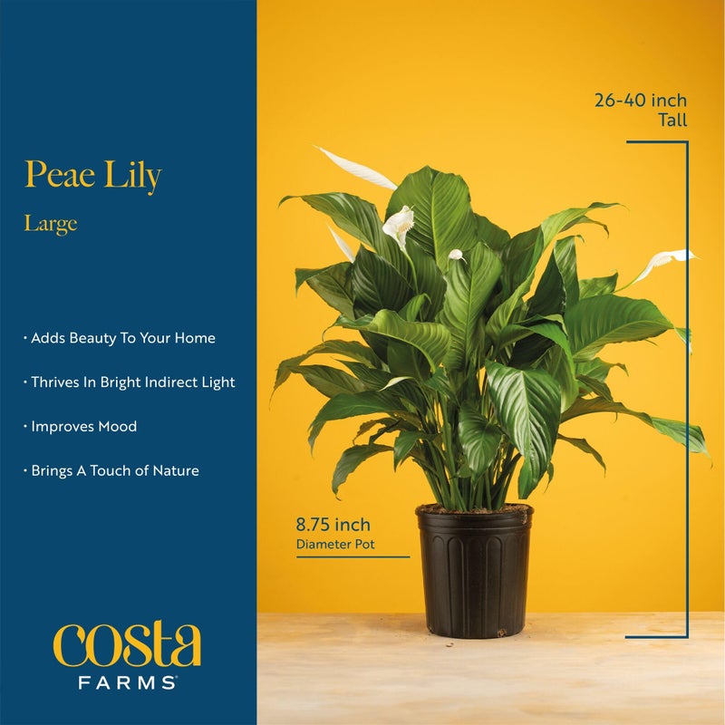 Costa Farms Peace Lily Live Plant in Decorative Pot, Large Air Purifying Flowering Indoor Houseplant, Perfect for Home, Room, or Office Decor, Great House Warming or Birthday Gift, 2-3 Feet Tall - Image 4