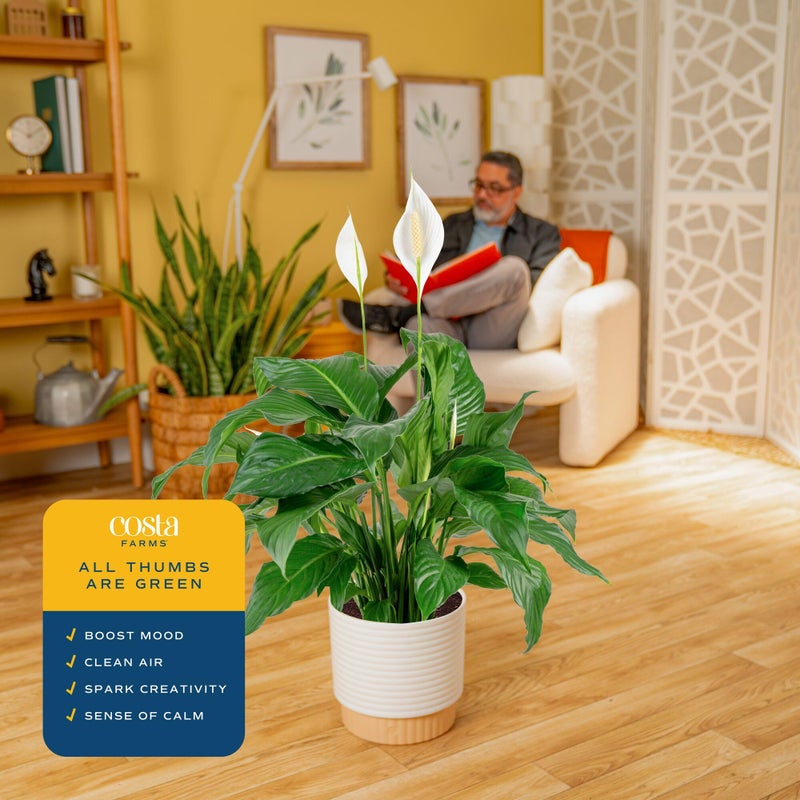 Costa Farms Peace Lily Live Plant in Decorative Pot, Large Air Purifying Flowering Indoor Houseplant, Perfect for Home, Room, or Office Decor, Great House Warming or Birthday Gift, 2-3 Feet Tall - Image 5