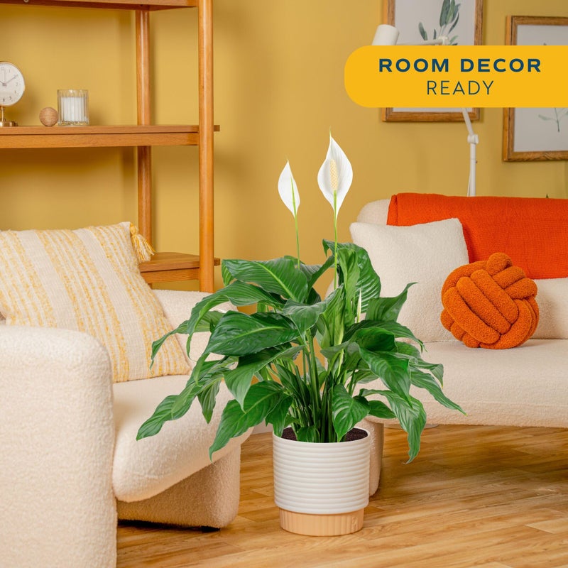 Costa Farms Peace Lily Live Plant in Decorative Pot, Large Air Purifying Flowering Indoor Houseplant, Perfect for Home, Room, or Office Decor, Great House Warming or Birthday Gift, 2-3 Feet Tall - Image 2