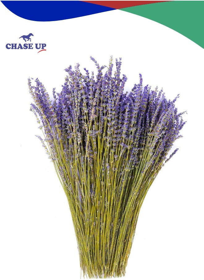 Chase Up Dried Lavender Flowers Bundles 100% Natural Real Dry Flower for Home Decorations,Home Fragrance 350+ Stems  - Image 1