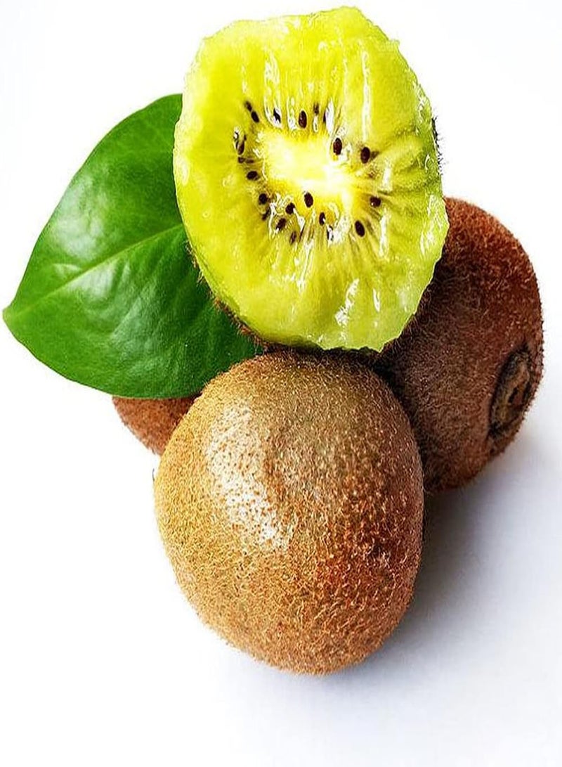 جي جوت 100 قطعة من بذور فاكهة الكيوي للزراعة في الحدائق الخارجية، فاكهة ذات لحم أخضر، رائحة خاصة، نبات معمر تراث، سهل الصيانة - Image 1