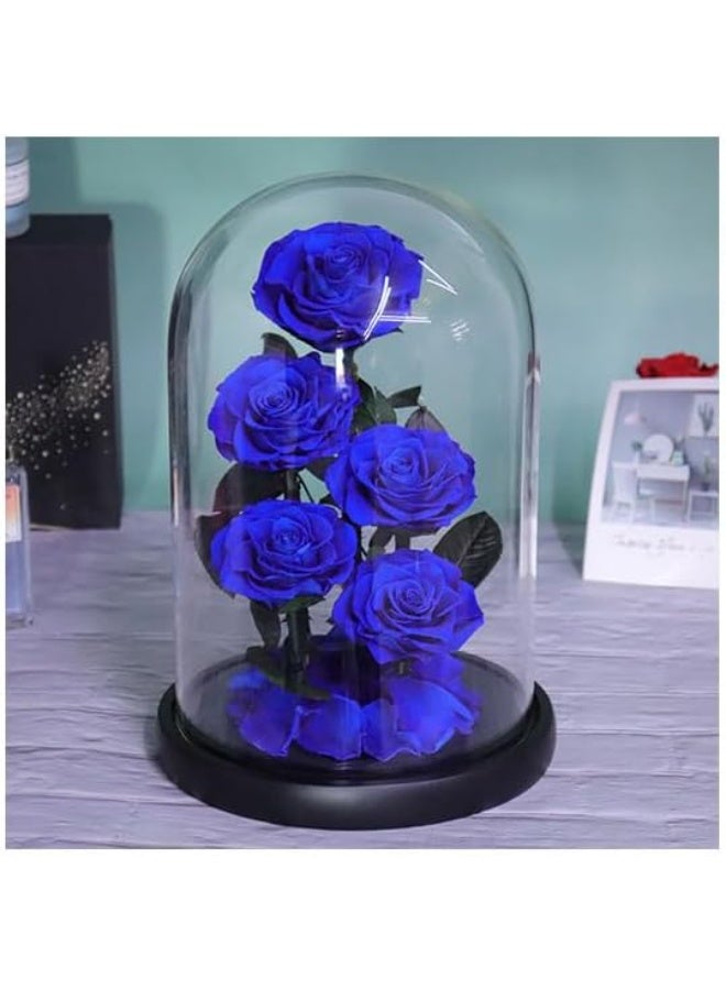 Festive Gallery زهور محفوظة من الورد في قبة زجاجية، 5 ورود حقيقية تدوم 5 سنوات، هدايا زهور دائمة، هدايا للأمهات، هدايا ذكرى زواج لزوجة، هدايا عيد ميلاد للنساء (أزرق)
