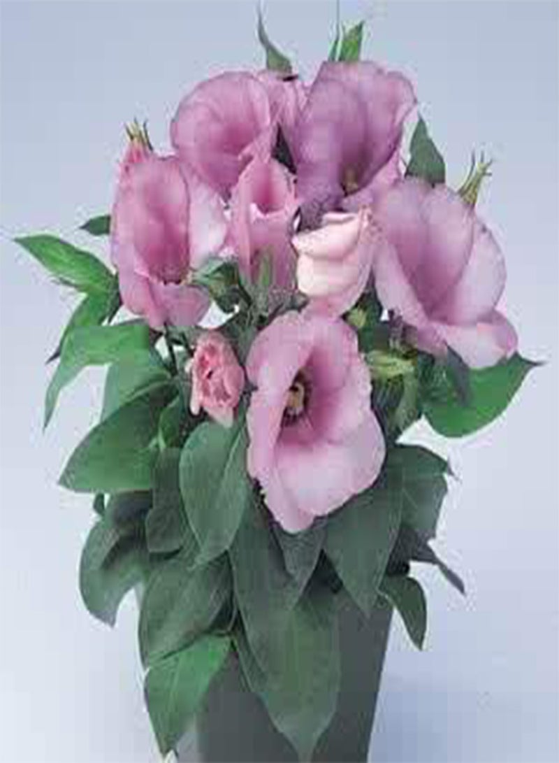 GGOOT 30Fresh Eustoma Lisianthus Flower Seeds for Planting Light Violet - Image 1