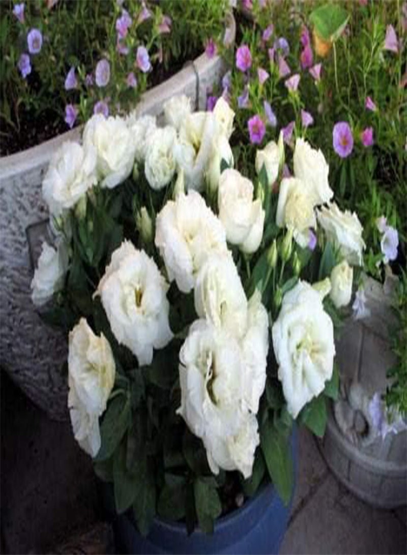 GGOOT 30Fresh Eustoma Lisianthus Flower Seeds for Planting Light Violet - Image 4