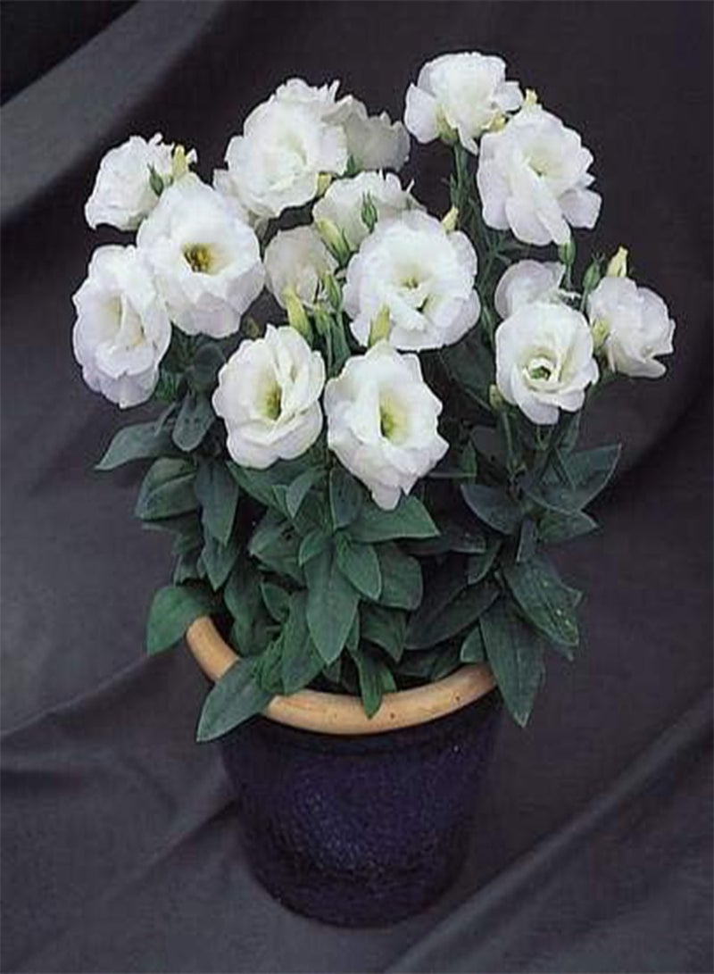 GGOOT 30Fresh Eustoma Lisianthus Flower Seeds for Planting Light Violet - Image 3