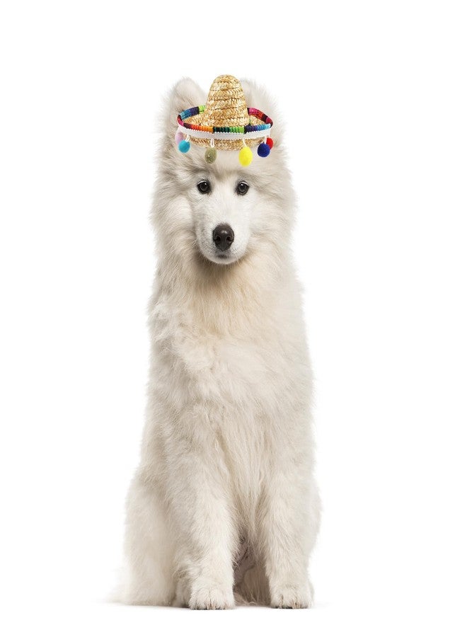Glodecart Sombrero Cat Hat for Cats Mexican Fiesta, Mini Sombrero Hat for Cat Cinco de Mayo Party Supplies Funny Sombrero Mexican Style Hats Headwear for Small Puppy Cats Costume Cute Sombrero - Image 5