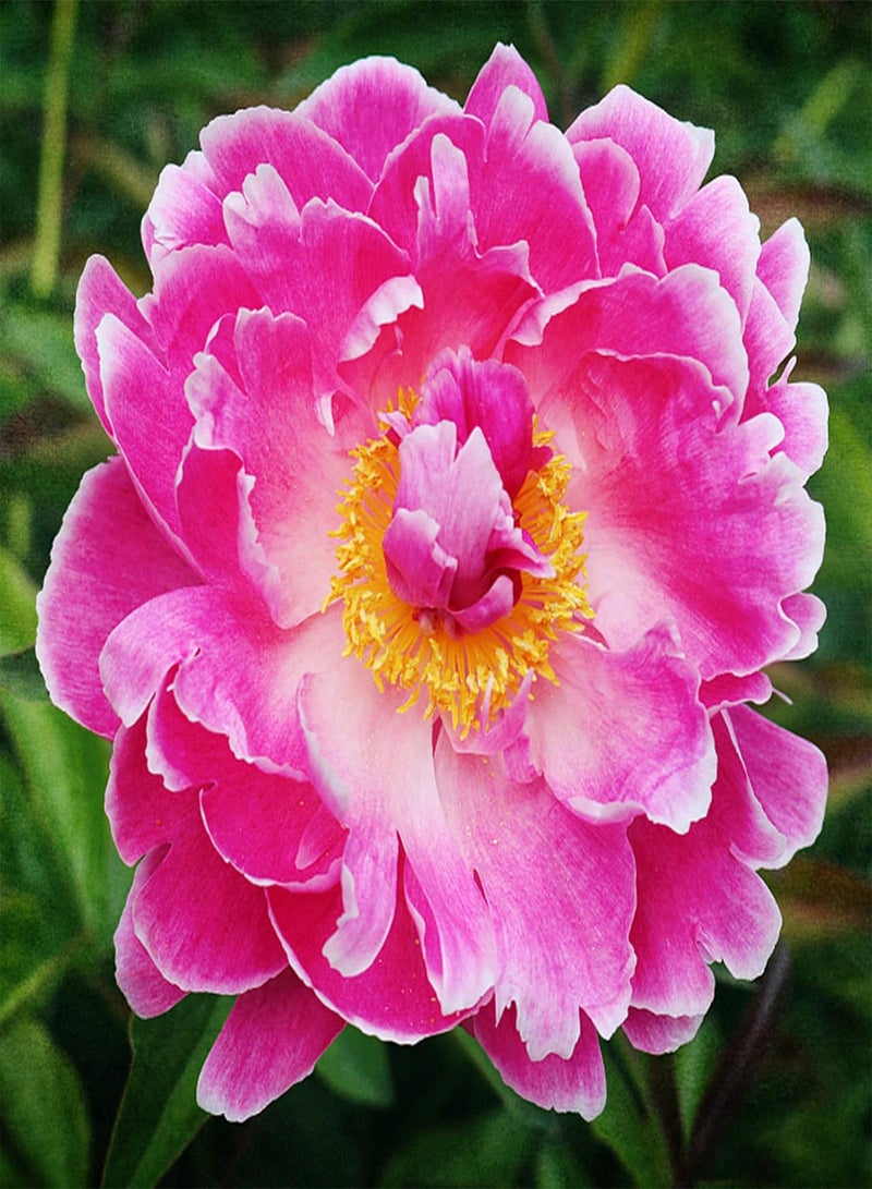 جي جوت كيس واحد من بذور الفاوانيا، سهلة النمو على الطراز الريفي التقليدي، بذور جذابة من نوع Ranunculaceae للحديقة - Image 3