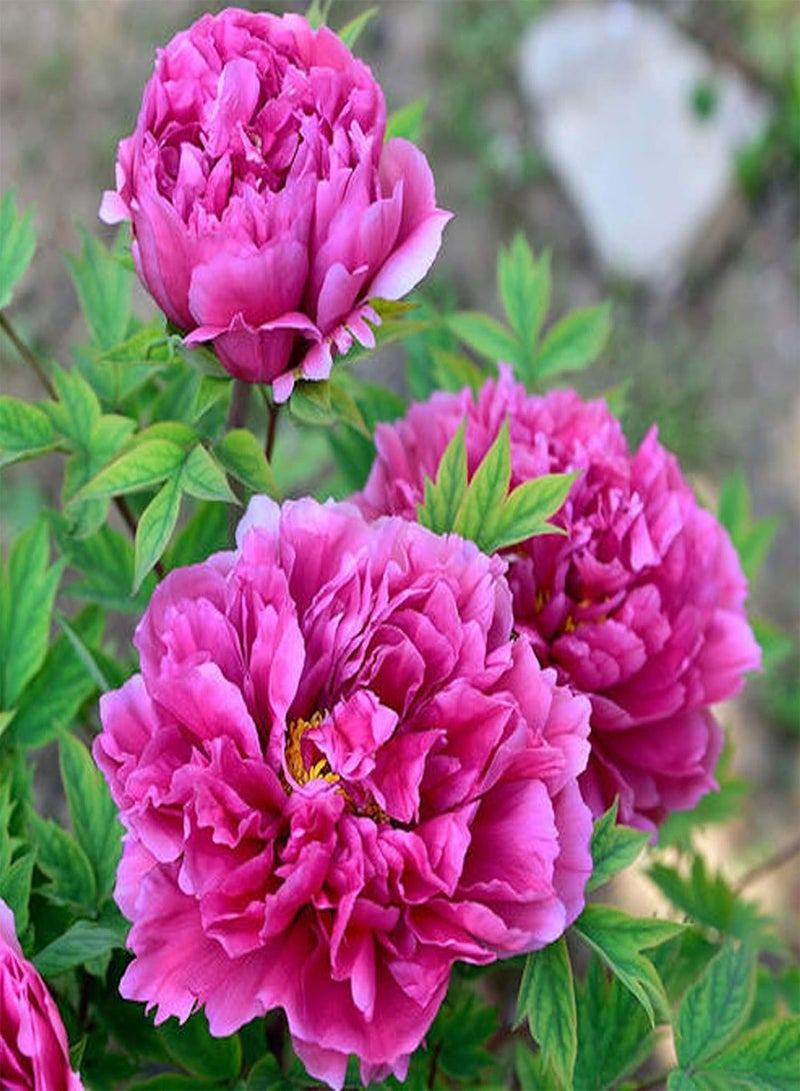 جي جوت كيس واحد من بذور الفاوانيا، سهلة النمو على الطراز الريفي التقليدي، بذور جذابة من نوع Ranunculaceae للحديقة - Image 1