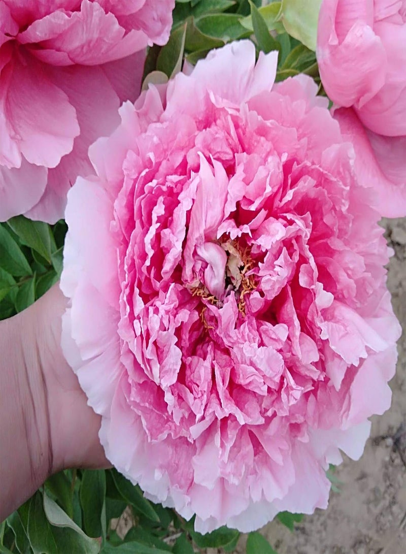 جي جوت كيس واحد من بذور الفاوانيا، سهلة النمو على الطراز الريفي التقليدي، بذور جذابة من نوع Ranunculaceae للحديقة - Image 4