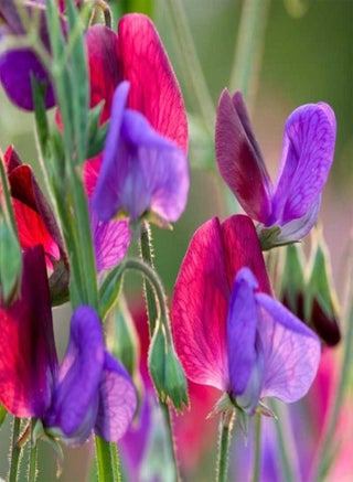 20 Sweet Pea Grandiflora Matucana Seeds - Blue & Purple Lathydorus Odoratus - 20 Seeds - pzsku/ZF96DA23C8C34596F44CFZ/45/_/1740460782/ff2196b1-6a08-4f0c-bee6-2f9d0acd4579