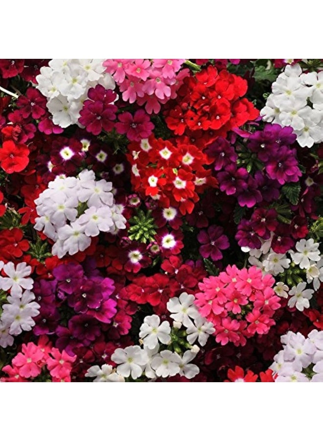 BIOCARVE SEEDS verbena ideal florist mix - Image 2