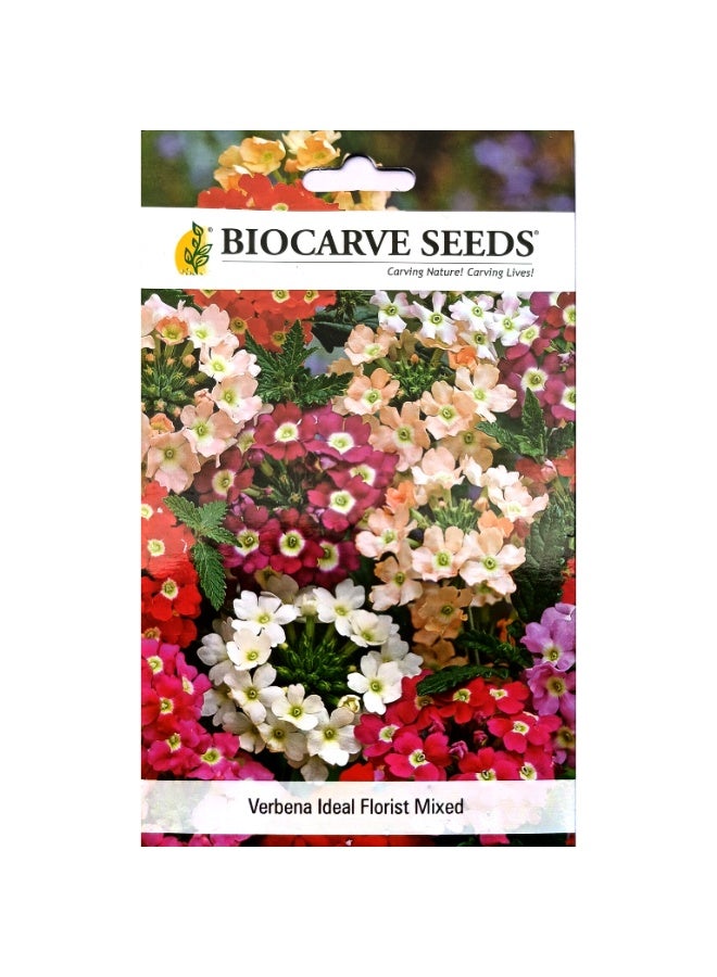 BIOCARVE SEEDS verbena ideal florist mix - Image 1