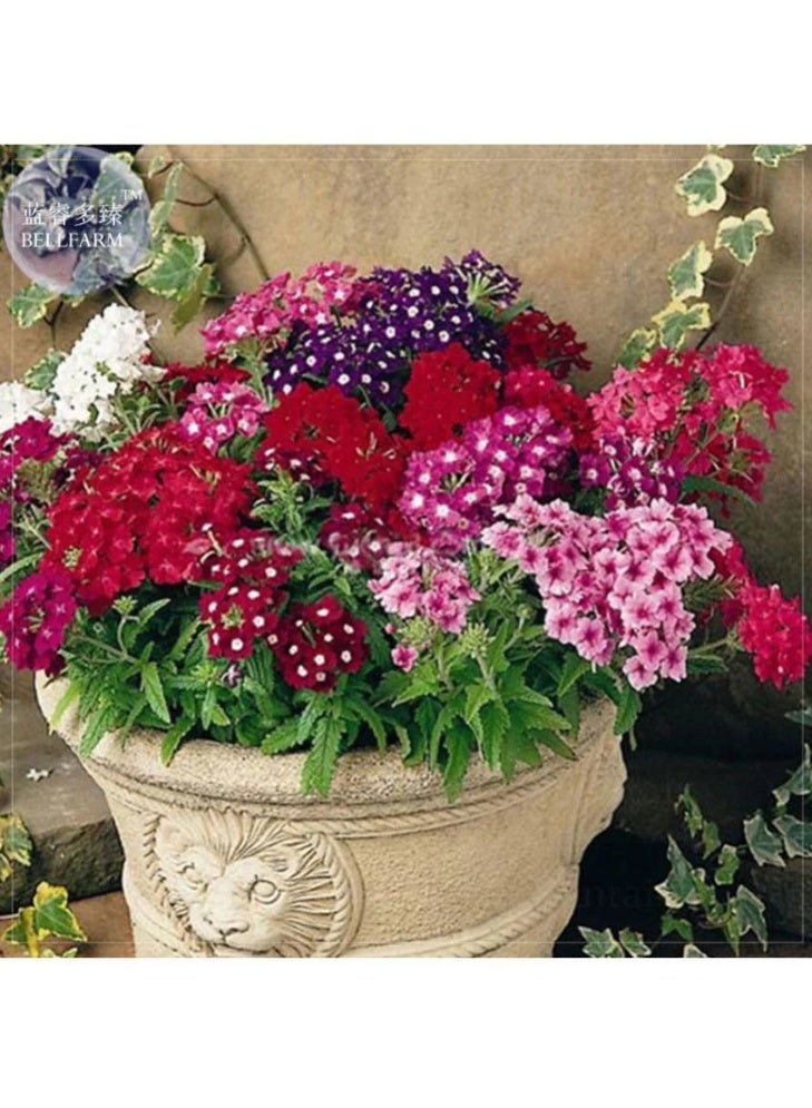 BIOCARVE SEEDS verbena ideal florist mix - Image 3