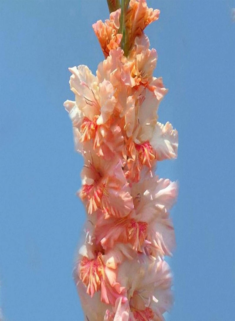 جي جوت بذور للزراعة، 100 قطعة من بذور الجلاديولس متعددة الألوان، بذور بونساي للحديقة المنزلية، نباتات الزينة - متعددة الألوان - بذور الجلاديولس - Image 1