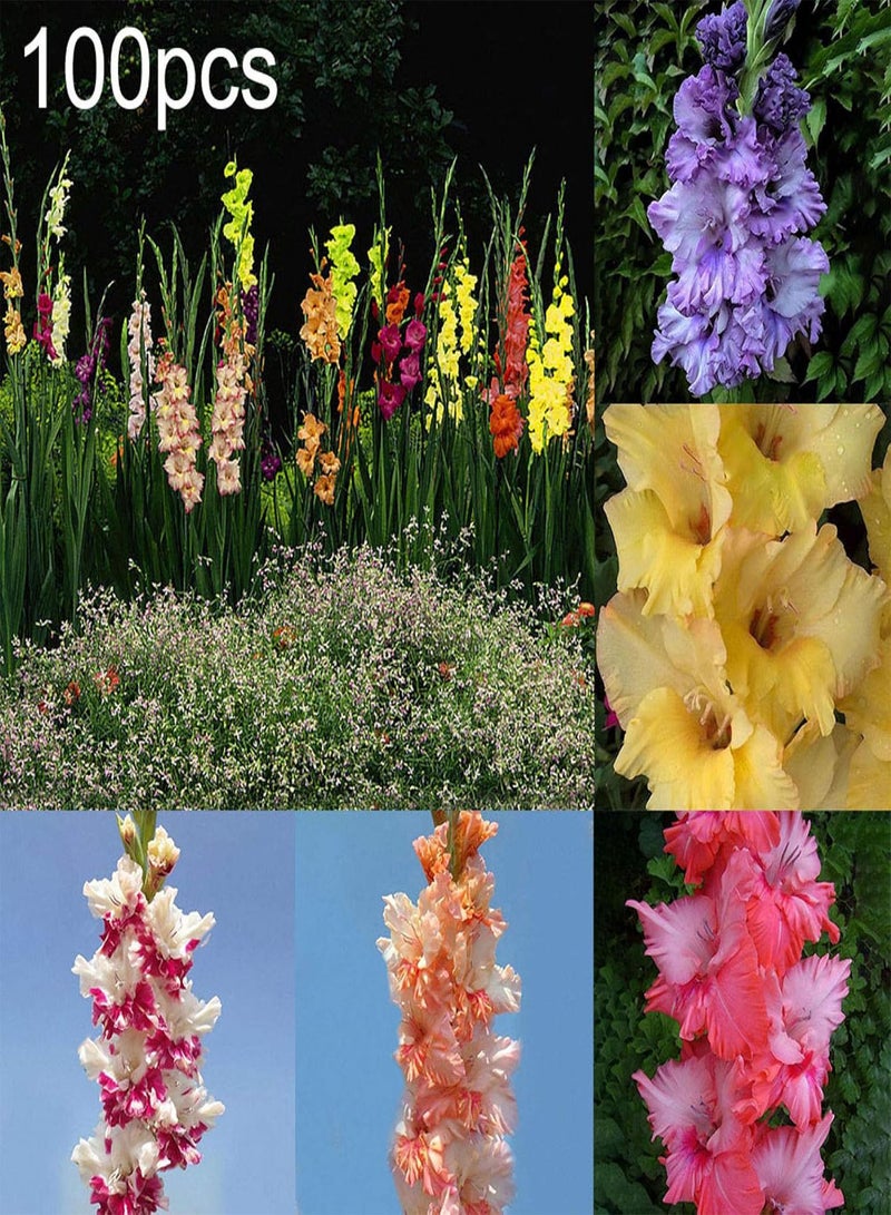 جي جوت بذور للزراعة، 100 قطعة من بذور الجلاديولس متعددة الألوان، بذور بونساي للحديقة المنزلية، نباتات الزينة - متعددة الألوان - بذور الجلاديولس - Image 5