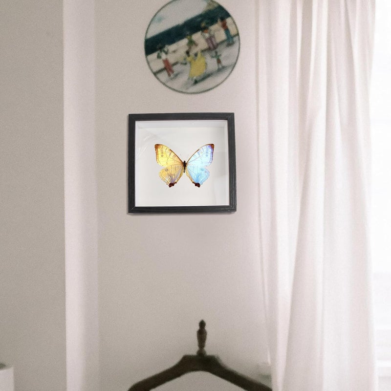 Detachable clean Veemoon Specimen Display Photo Frame Black 7-inch Square Glass Front DIY Hollow 3d Paper Quilling Craft for Dried Flowers and Butterfly Decoration Classic modern blend design Month-round consistent deliver Indoor outdoor use Multi-use well-engineered build Durability enhanced All-round applied quality Global production standard crafted Most item matching trendy design Chemical free Transit damage minimized design Modern warehouse management Modern practical shape Multi-source stock guarantee Repeated detach compatible build Long lasting universal build Major city pickup option Advanced minimal build Flexible usage build Advanced compact design Trendy versatile build Various size alternatives Fine polished finish Simple multi-feature practical build Global trendy simple build - Image 3