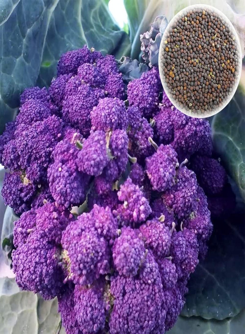 GGOOT 600Pcs Purple Broccoli Seeds DIY Garden Kit Outdoor Yard Cemetery Nutritious Vegetable Plant Seedlings Broccoli Seeds 1size - Image 1