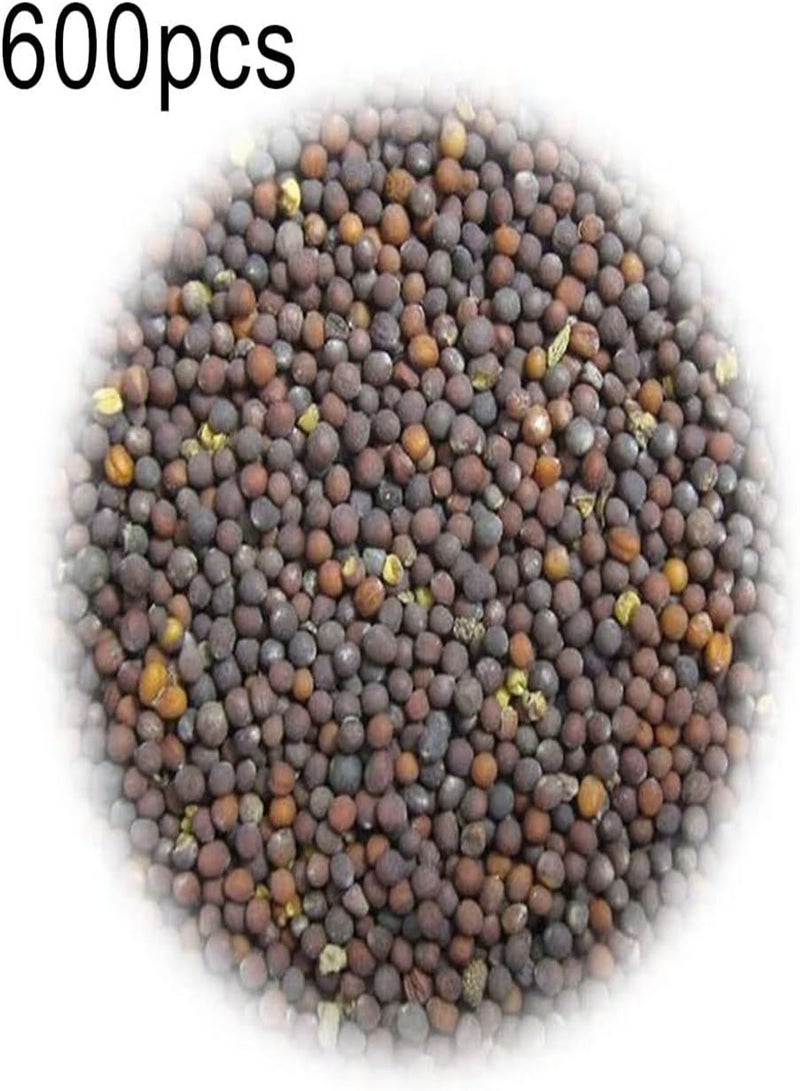 GGOOT 600Pcs Purple Broccoli Seeds DIY Garden Kit Outdoor Yard Cemetery Nutritious Vegetable Plant Seedlings Broccoli Seeds 1size - Image 2